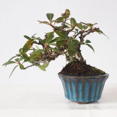 タチバナモドキ　1点もの No.140