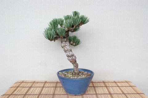 一点物 匠の盆栽】 五葉松 No.101｜盆栽妙 – 盆栽妙 本店
