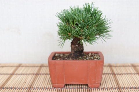 一点物 匠の盆栽】 五葉松 明星 No.104｜盆栽妙 – 盆栽妙 本店