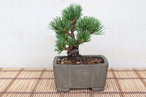 一点物 匠の盆栽】 五葉松 明星 No.105｜盆栽妙 – 盆栽妙 本店