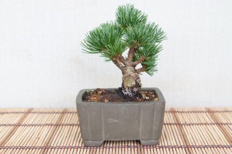 一点物 匠の盆栽】 五葉松 明星 No.105｜盆栽妙 – 盆栽妙 本店