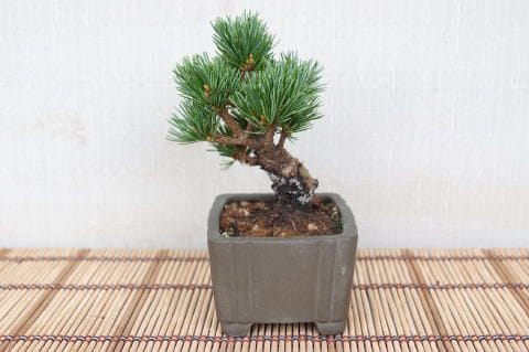 一点物 匠の盆栽】 五葉松 明星 No.105｜盆栽妙 – 盆栽妙 本店