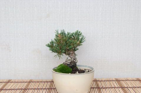 1508_4.jpg?v=1700525517&width=1946