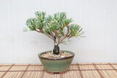 一点物 匠の盆栽】 蛇の目五葉松 No.110｜盆栽妙 – 盆栽妙 本店