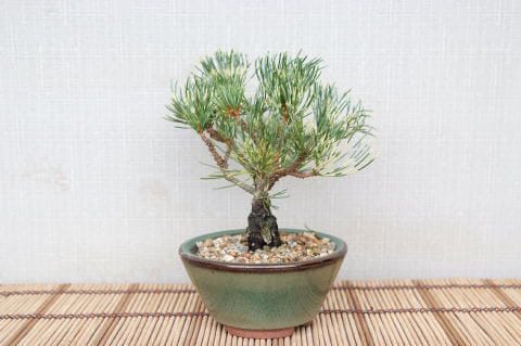 一点物 匠の盆栽】 蛇の目五葉松 No.110｜盆栽妙 – 盆栽妙 本店