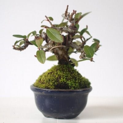 タチバナモドキ　1点もの No.141