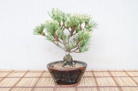 蛇の目松　斑入り　５号陶器鉢つき　極上斑❗② 蛇の目松 斑入り 5号陶器鉢つき 極上斑❗② 松：蛇の目赤松5