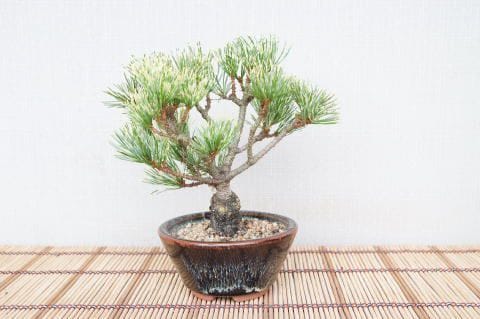 一点物 匠の盆栽】 蛇の目五葉松 No.113｜盆栽妙 – 盆栽妙 本店