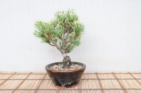 一点物 匠の盆栽】 蛇の目五葉松 No.113｜盆栽妙 – 盆栽妙 本店