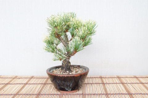 一点物 匠の盆栽】 蛇の目五葉松 No.113｜盆栽妙 – 盆栽妙 本店