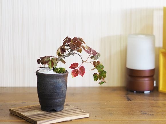 ツタ｜盆栽妙 – 盆栽妙 本店