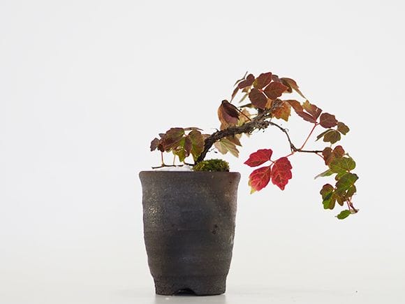 蔦盆栽 楽天市場】盆栽 蔦の通販