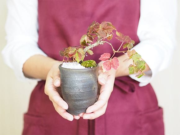 ツタ｜盆栽妙 – 盆栽妙 本店