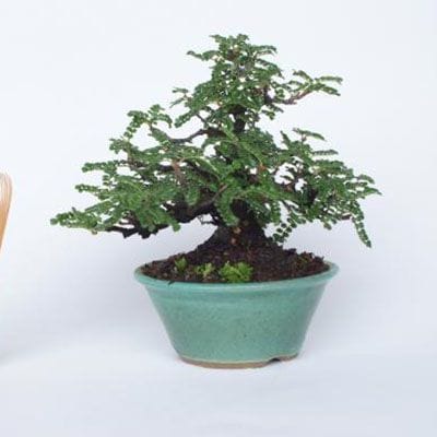 【一点物 匠の盆栽】 磯山椒 No.118
