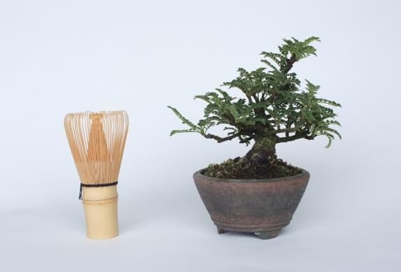 Yahoo!オークション - 【とある盆栽】 磯山椒の盆栽（検） 小品
