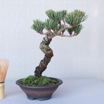 【一点物 匠の盆栽】 五葉松　宮島五葉 No.129