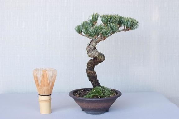 三河盆栽　宮島五葉松　盆栽　専用 楽天市場】五葉松 - 宮島 - 小品盆栽（将来性抜群 素材） いよじ