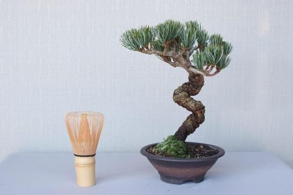三河盆栽　宮島五葉松　盆栽　専用 imgrc0094528076.jpg