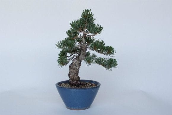 一点物 匠の盆栽】 五葉松 No.140｜盆栽妙 – 盆栽妙 本店