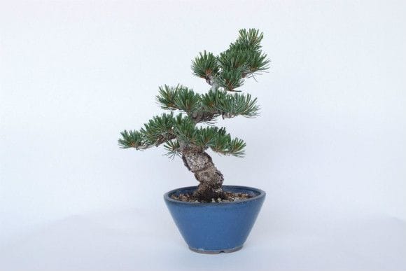 一点物 匠の盆栽】 五葉松 No.140｜盆栽妙 – 盆栽妙 本店