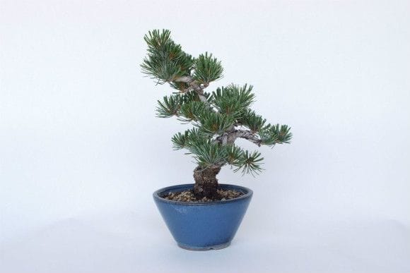 一点物 匠の盆栽】 五葉松 No.140｜盆栽妙 – 盆栽妙 本店