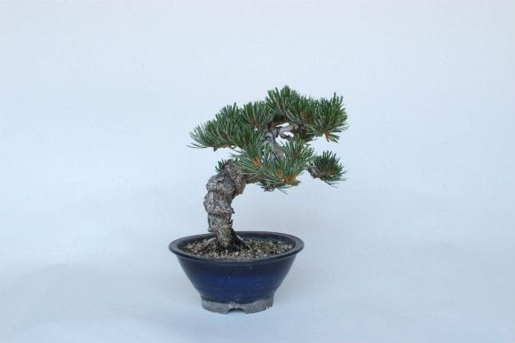 五葉松 盆栽 一点物 匠の盆栽】 五葉松 No.141|盆栽妙 – 盆栽妙 本店