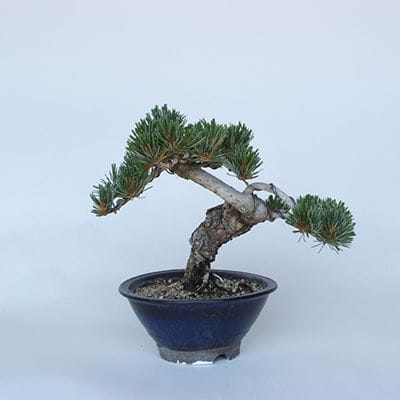 【一点物 匠の盆栽】 五葉松 No.141