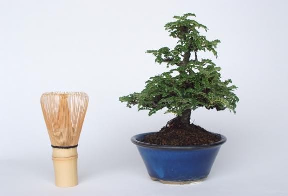Yahoo!オークション - 【とある盆栽】 磯山椒の盆栽（検） 小品