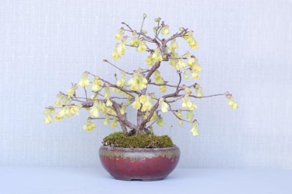 一点物 匠の盆栽】 土佐水木 No.144｜盆栽妙 – 盆栽妙 本店