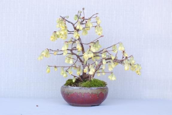 一点物 匠の盆栽】 土佐水木 No.144｜盆栽妙 – 盆栽妙 本店