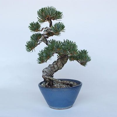 【一点物 匠の盆栽】 五葉松　宮島五葉松 No.147