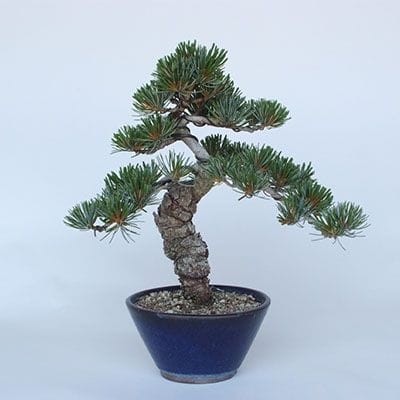 【一点物 匠の盆栽】 五葉松　宮島五葉松 No.148