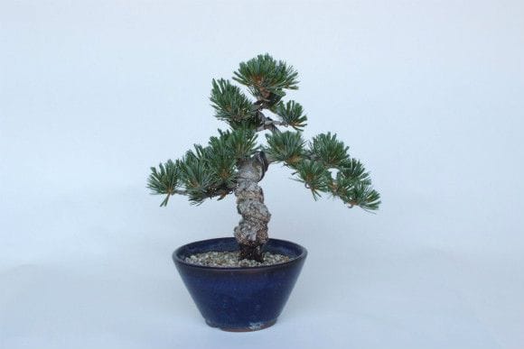 一点物 匠の盆栽】 五葉松 No.150｜盆栽妙 – 盆栽妙 本店