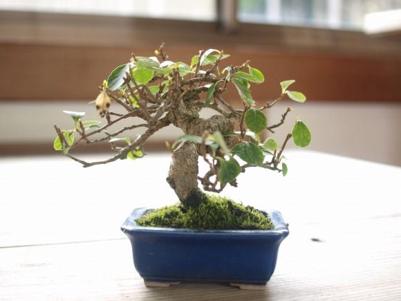 岩づるウメモドキ 1点もの No.144の盆栽を販売｜教材は盆栽妙 – 盆栽妙