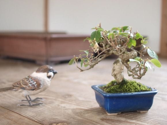 岩づるウメモドキ 1点もの No.144の盆栽を販売｜教材は盆栽妙 – 盆栽妙