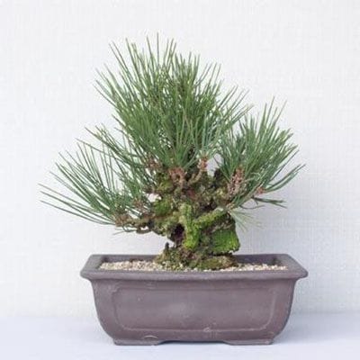 【一点物 匠の盆栽】 錦松 No.159