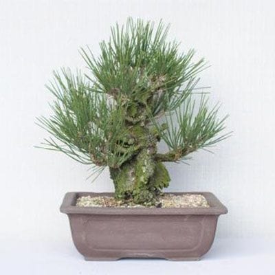 【一点物 匠の盆栽】 錦松 No.160