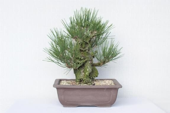 特別価格　錦松　盆栽 ミニ錦松の盆栽を販売｜盆栽妙 – 盆栽妙 本店