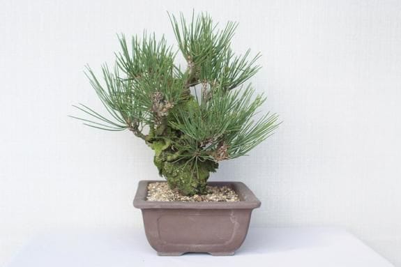 一点物 匠の盆栽】 錦松 No.160｜盆栽妙 – 盆栽妙 本店