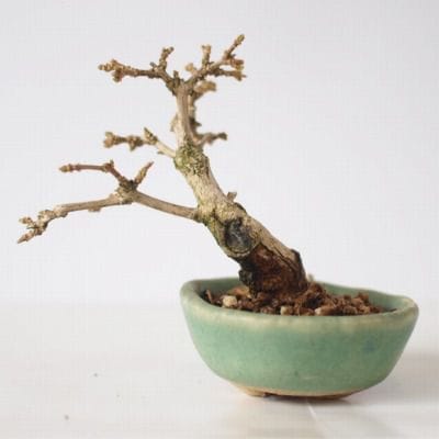 におい楓　1点もの No.146