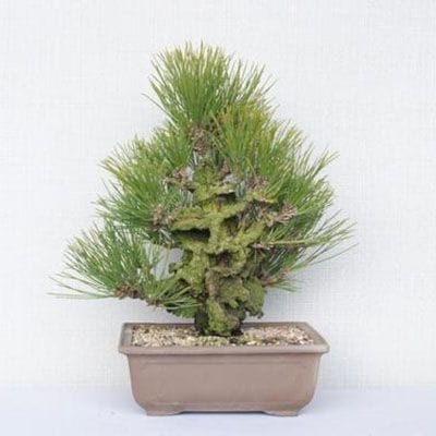【一点物 匠の盆栽】 錦松 No.161