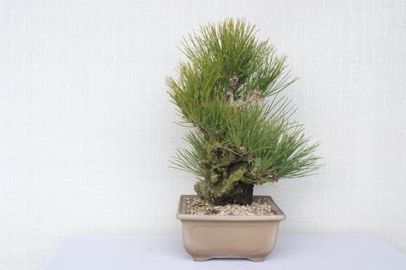 一点物 匠の盆栽】 錦松 No.161｜盆栽妙 – 盆栽妙 本店