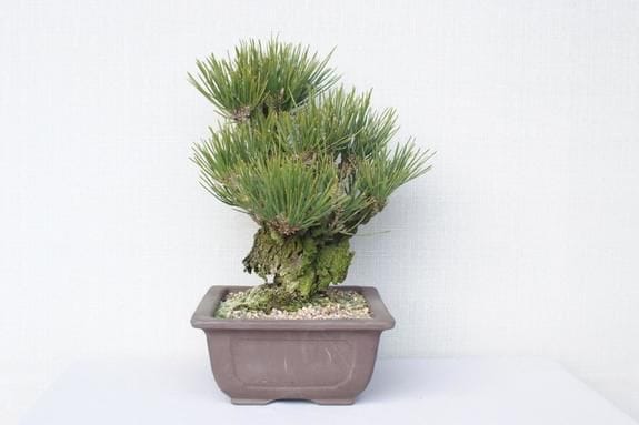 一点物 匠の盆栽】 錦松 No.162｜盆栽妙 – 盆栽妙 本店