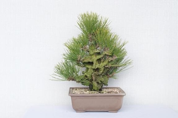 錦松の盆栽を販売｜入門は盆栽妙 – 盆栽妙 本店