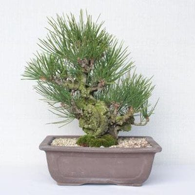 【一点物 匠の盆栽】 夢錦 No.164