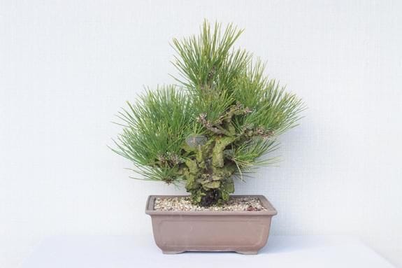 一点物 匠の盆栽】 錦松旭光 No.167｜盆栽妙 – 盆栽妙 本店