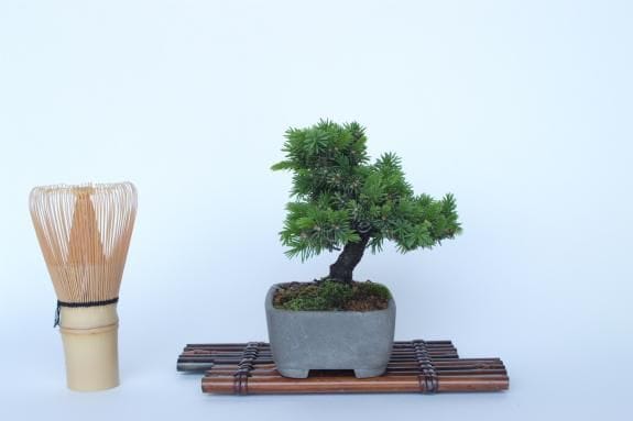 一点物 匠の盆栽】 蝦夷松 No.170｜盆栽妙 – 盆栽妙 本店
