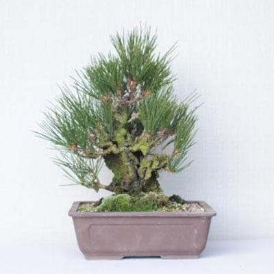【一点物 匠の盆栽】 夢錦 No.171