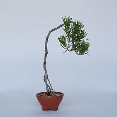 【一点物 匠の盆栽】 赤松 No.172