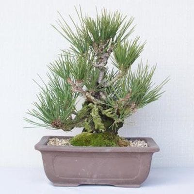 【一点物 匠の盆栽】 夢錦 No.176